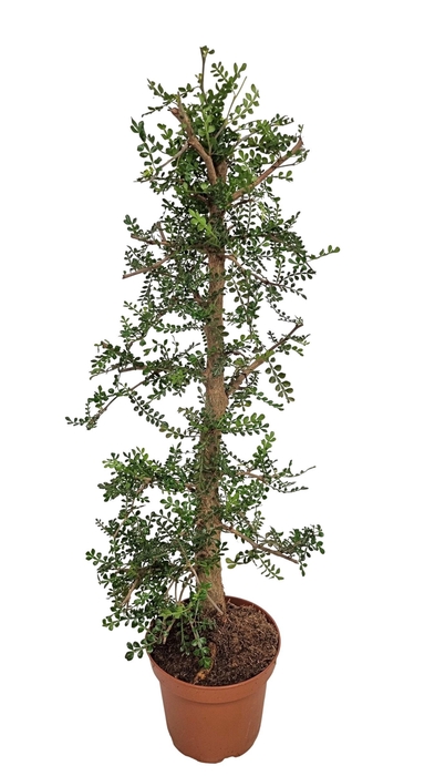 <h4>PLANTEN OV</h4>