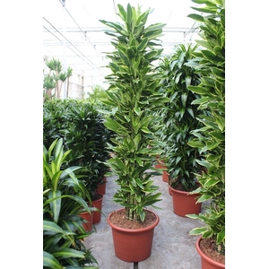 Dracaena Golden Coast