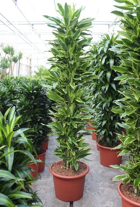 Dracaena Golden Coast