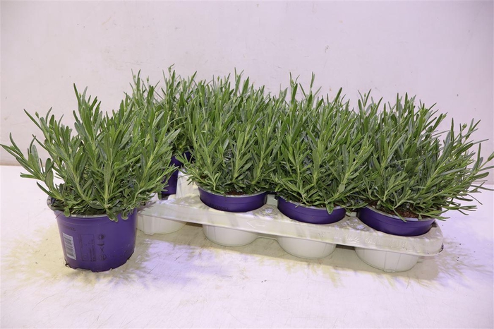 <h4>Lavan An Hidcote</h4>