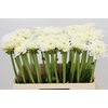 Dahlia White Love