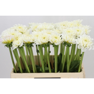 Dahlia White Love