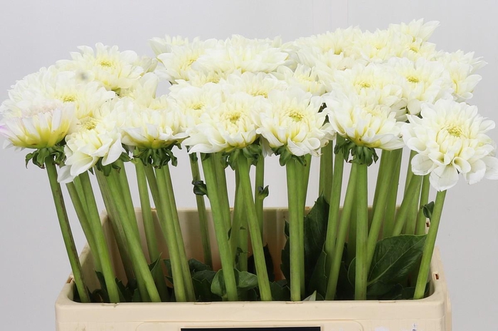 <h4>Dahlia White Love</h4>