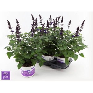 SALVIA LAKE ONEG IMP