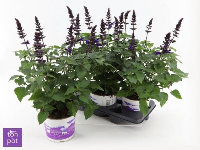 <h4>SALVIA LAKE ONEG IMP</h4>