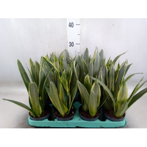 Sansevieria trifa.   ...