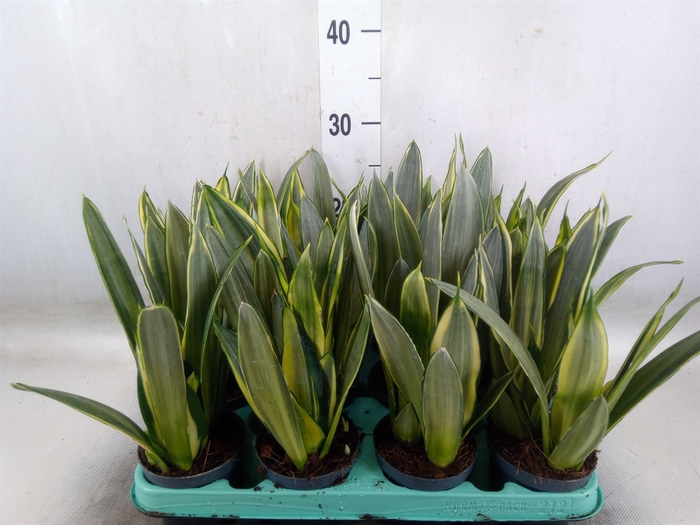 <h4>Sansevieria trifa.   ...</h4>