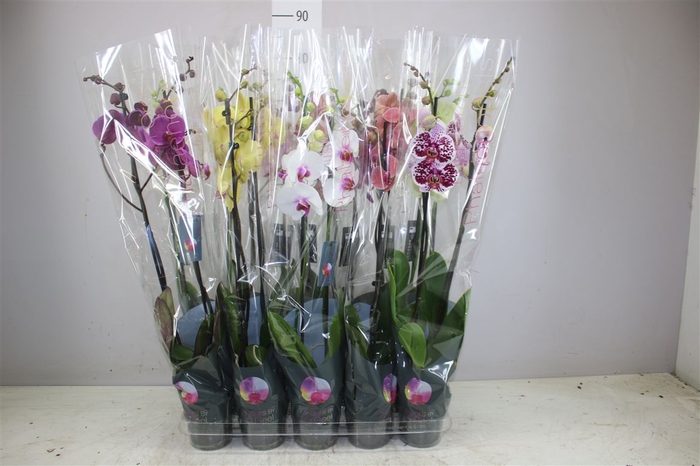 <h4>Phal Gemengd 2 Tak 18+</h4>