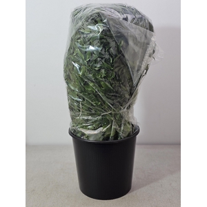 RUSCUS MIDDEL PB IN ZAK