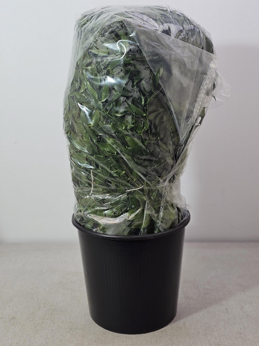 <h4>RUSCUS MIDDEL PB IN ZAK</h4>