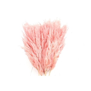 Cortaderia Pink Super