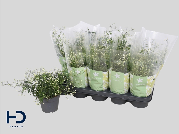 <h4>JASM POLYANTHUM WIT</h4>