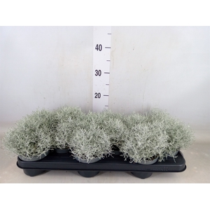 Leucophyta brownii