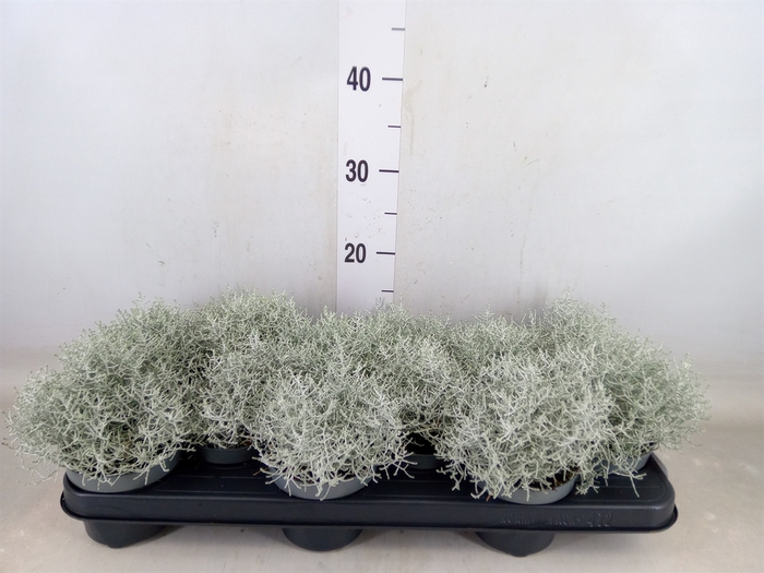 <h4>Leucophyta brownii</h4>