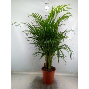 Dypsis lutescens   ...Chrysalidoca
