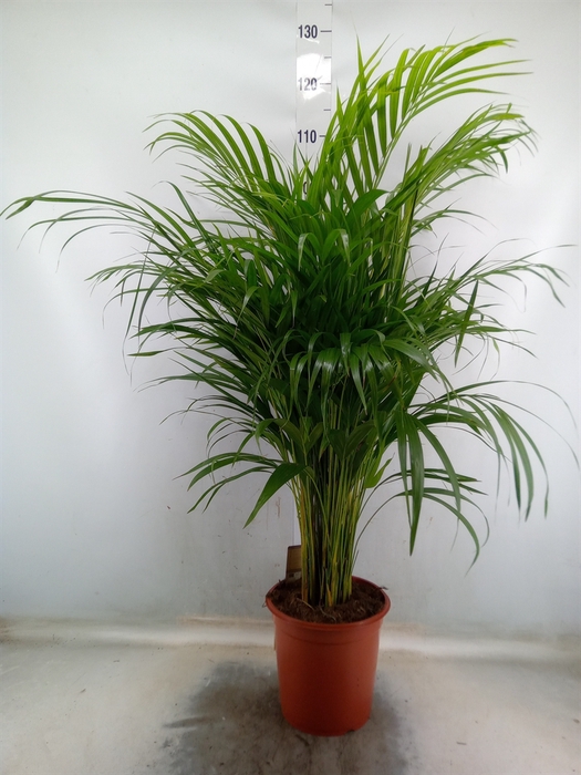 <h4>Dypsis lutescens   ...Chrysalidoca</h4>