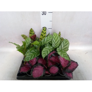 Calathea   ...