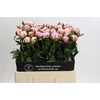 Paeonia Sarah Bernhardt