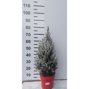 PICEA GL CONICA