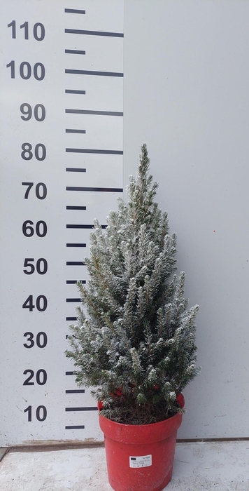 <h4>PICEA GL CONICA</h4>