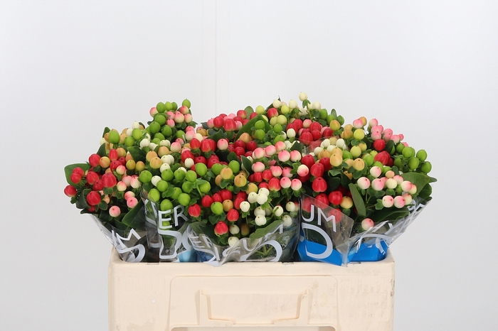 <h4>Hyp Coco Rainbow Gem</h4>