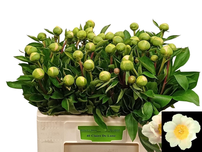 <h4>PAEO CLAIRE DE LUNE</h4>