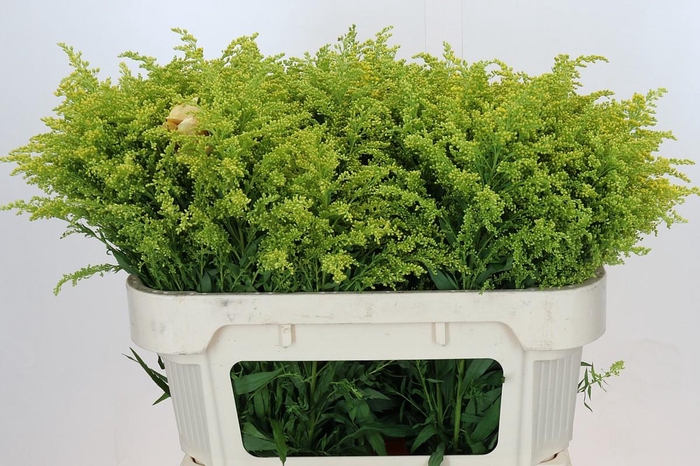 <h4>Solidago Tara Gold</h4>