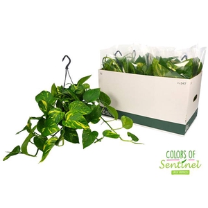 Epipremnum pinnatum hanging 15Ø 40cm