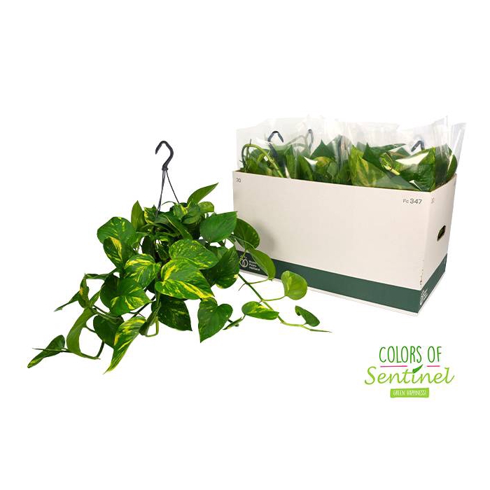 <h4>Epipremnum pinnatum hanging 15Ø 40cm</h4>