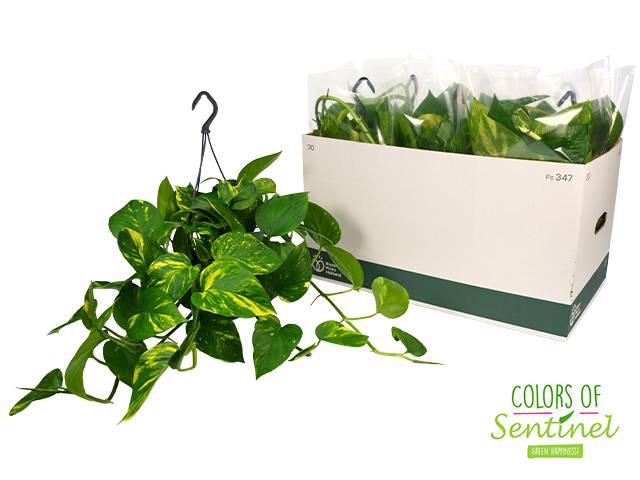 Epipremnum pinnatum hanging 15Ø 40cm