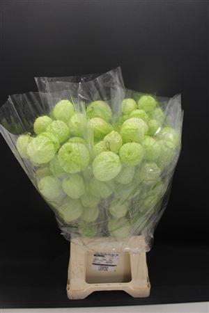 <h4>Moby Dick Super X5</h4>