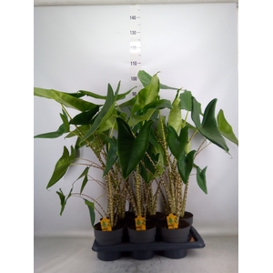 Alocasia zebrina