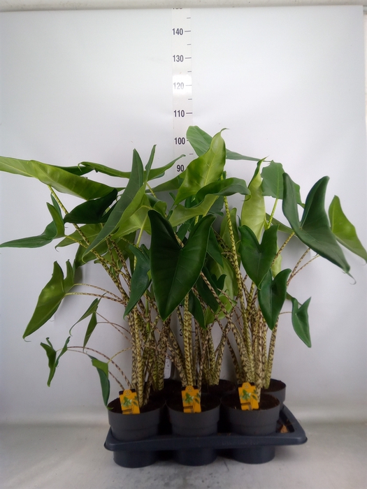 <h4>Alocasia zebrina</h4>