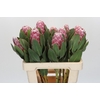 Protea Lady Di