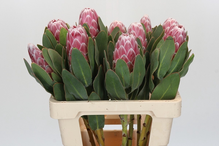 <h4>Protea Lady Di</h4>