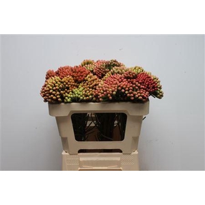 Kaaps Brunia Red Large