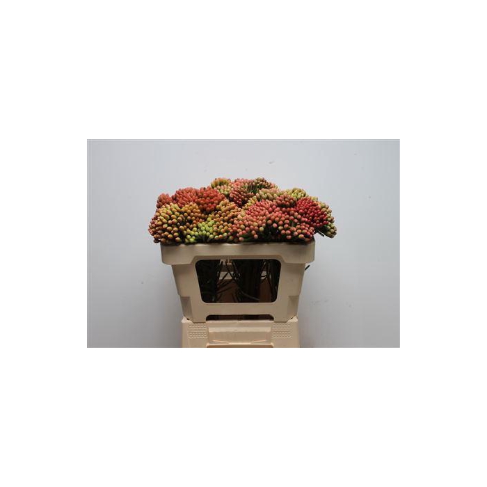 <h4>Kaaps Brunia Red Large</h4>