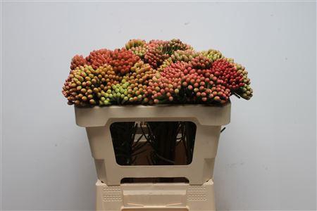 <h4>Kaaps Brunia Red Large</h4>