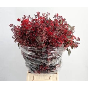 EUCA POPULUS GRAIN FLOWERING RED*