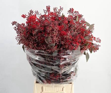 <h4>EUCA POPULUS GRAIN FLOWERING RED*</h4>