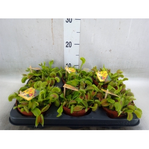 Dionaea muscipula