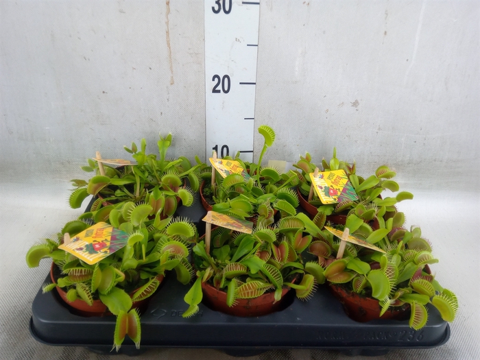 <h4>Dionaea muscipula</h4>
