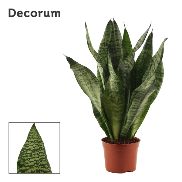 <h4>Sansevieria Super Green 9 cm (Decorum)</h4>