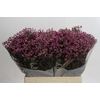 Limonium sinense Tiffany Diamond