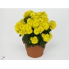 CHRYS PARAD YELLOW