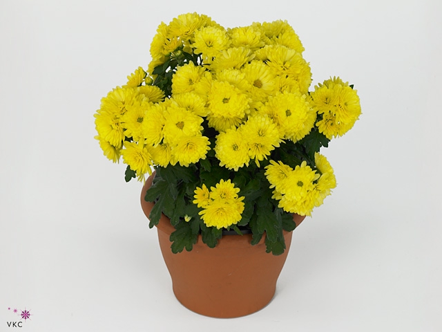 CHRYS PARAD YELLOW