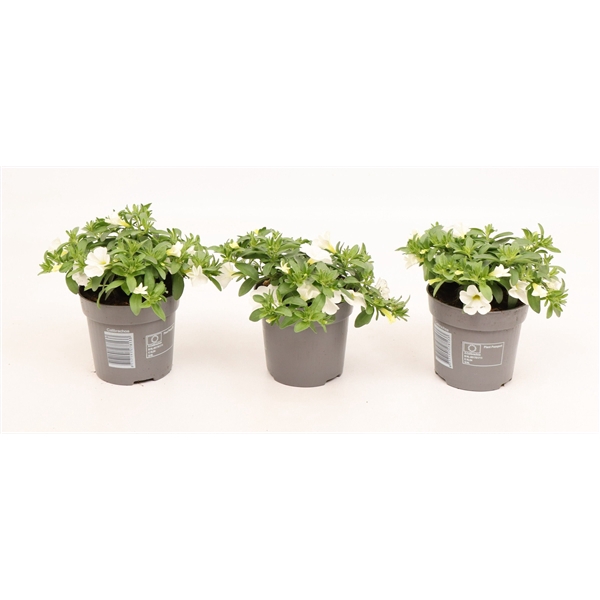 <h4>Calibrachoa Cabaret Compact White</h4>