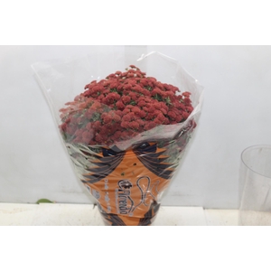 CRISANTEMO BOLA BELGA JASODA P20 VERMELHO