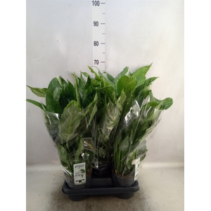 Spathiphyllum  'Diamond'