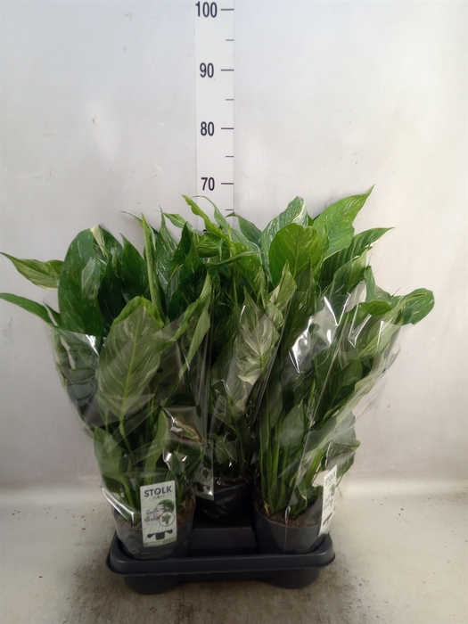 <h4>Spathiphyllum  'Diamond'</h4>